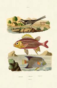 ウィリーセキレイ、1833-39 作： French School